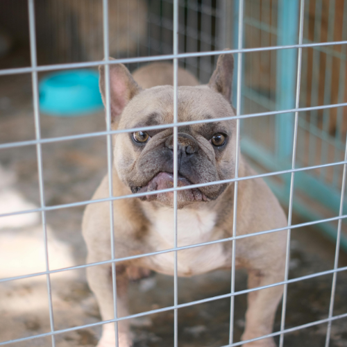 🐾 Comment choisir un bon éleveur de bouledogues français ?