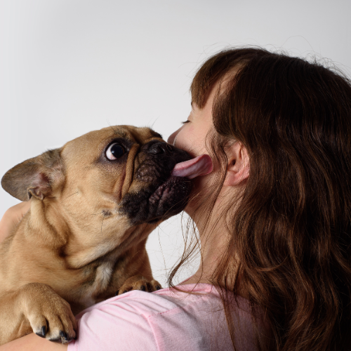 👅 Que signifie quand un Frenchie vous lèche ?