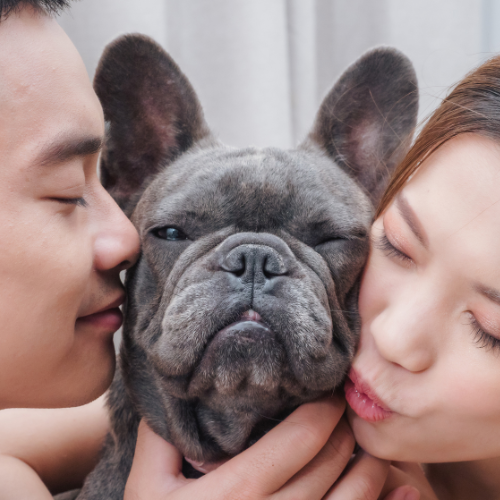 🐾 Les bouledogues français sont-ils amicaux ?