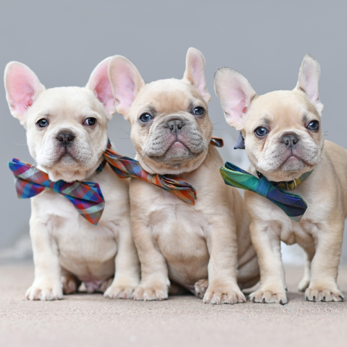 6 points indispensables à savoir avant d'adopter un bouledogue français.