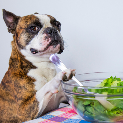 💰 Combien coûte l’alimentation d’un bouledogue français ?