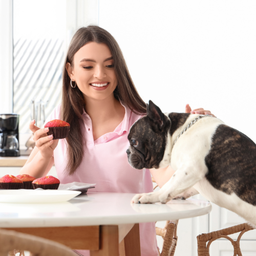 🏠 Pourquoi le bouledogue français est-il un bon chien de maison ?