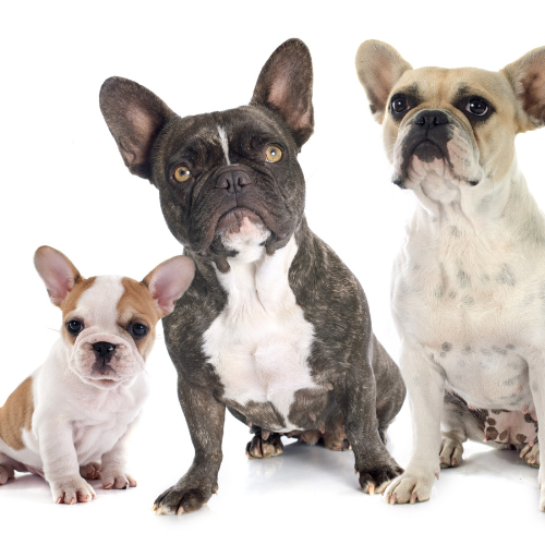 Le bouledogue français : son histoire.