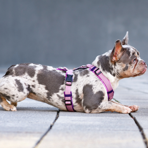 🎨 Quelle couleur de bouledogue français coûte le plus cher ?