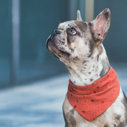 12 points importants à ne pas faire, pour bien éduquer votre bouledogue français.