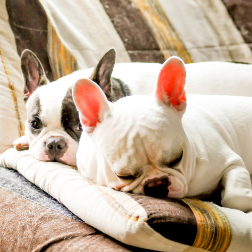 💤 Pourquoi le bouledogue français dort-il beaucoup ?