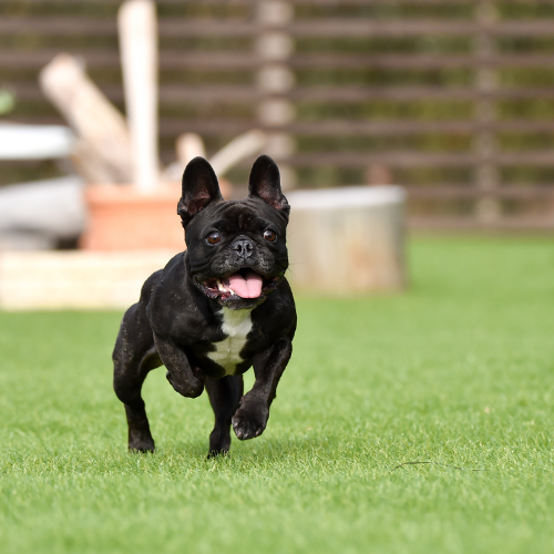 🐶 Le bouledogue français est-il hyperactif par nature ?