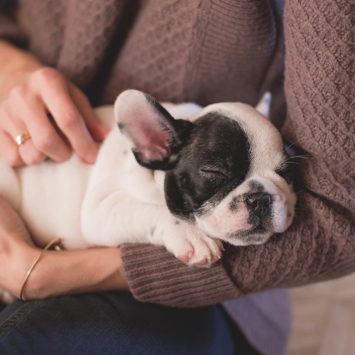 🐶 Pourquoi mon bouledogue français me colle-t-il ?