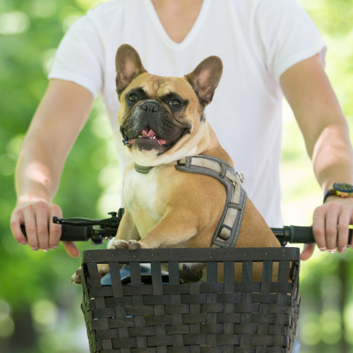 🚶 Jusqu'où peut-on promener un bouledogue français ?