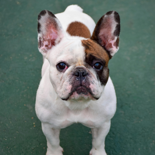 🚽 Pourquoi mon chien me suit-il aux toilettes ?