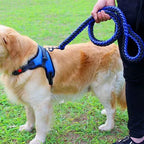 Laisse™️ - RoyalFrenchie